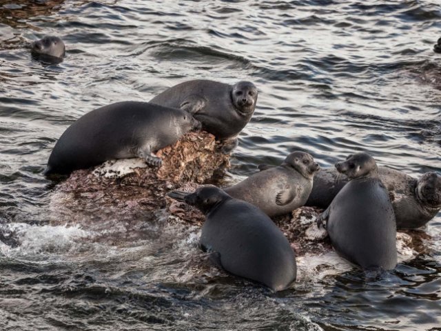 Нерпы. Фото Владимира Короткоручко