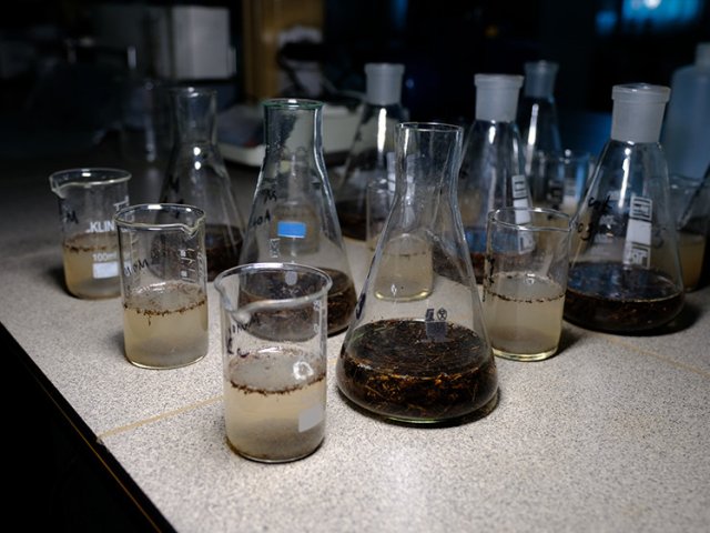Образцы речной воды. Фото Анастасии Тамаровской / ФИЦ КНЦ СО РАН