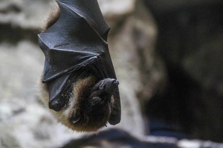 Что помогает вирусам переходить от летучих мышей к человеку? Фото: wirestock / Magnific.com