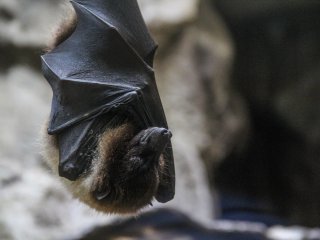 Что помогает вирусам переходить от летучих мышей к человеку? Фото: wirestock / Magnific.com