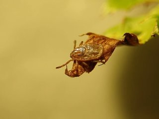 Азиатский длиннохоботковый клещ на кончике листа. Фото предоставлено исследователями. Фото: Hokkaido University / Ryo Nakao