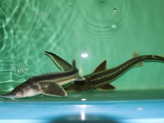 Представители семейства Осетровых (Acipenseridae). Фото из архива информационной службы факультета «Агропромышленный» ДГТУ