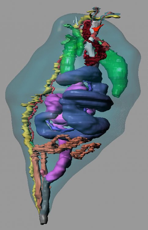 Полная 3D-реконструкция всех систем органов Lissomyema mellita. Передний конец хобота удален. Елена Темерева/МГУ