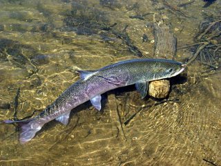 В реки Кузбасса возвращаются традиционные сибирские рыбы