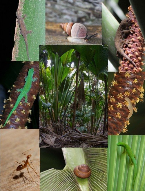 В экологической катастрофе на Сейшельских островах виновны желтые сумасшедшие муравьи