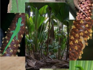 В экологической катастрофе на Сейшельских островах виновны желтые сумасшедшие муравьи