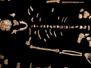 Все, что нужно знать о Homo naledi — новом виде человека
