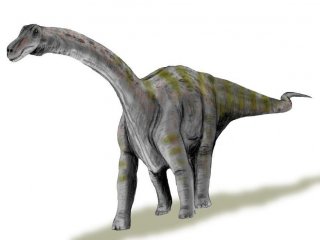 Динозаврята росли очень быстро