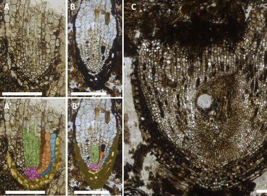 Найдены древнейшие стволовые клетки дерева