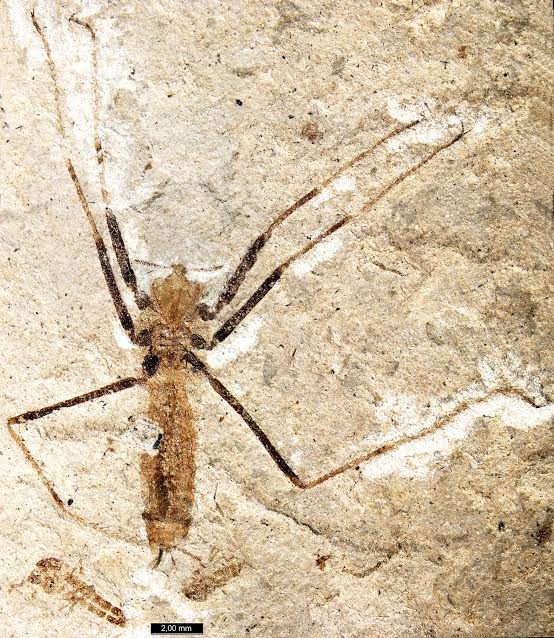 Паразитическое насекомое Saurophthirus longipes из раннего мела Забайкалья. Фото из обсуждаемой статьи A. P. Rasnitsyn, O. D. Strelnikova, 2017 в Paleontological Journal