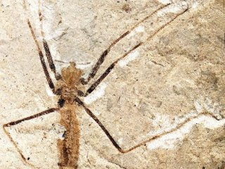 Паразитическое насекомое Saurophthirus longipes из раннего мела Забайкалья. Фото из обсуждаемой статьи A. P. Rasnitsyn, O. D. Strelnikova, 2017 в Paleontological Journal