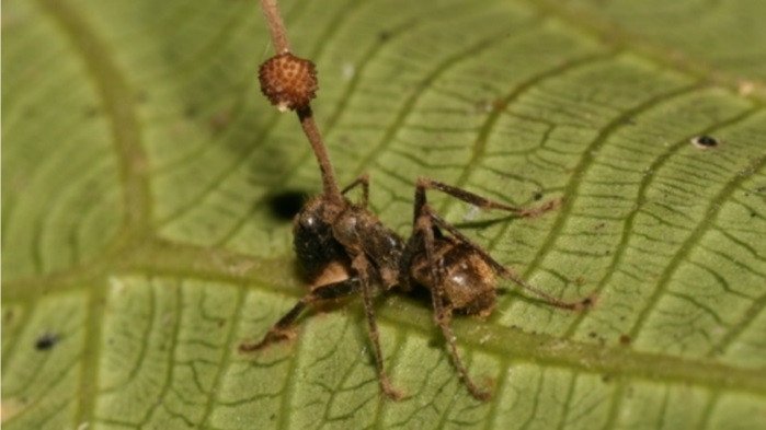 Грибки буквально двигают руками-ногами муравья