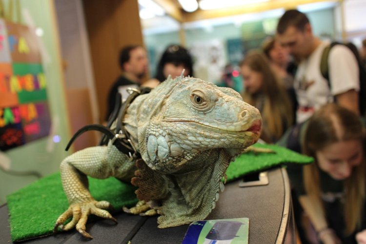 22 апреля в Биологическом музее пройдет выставка экзотических животных "ТерраМания"