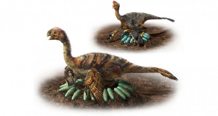 Палеонтологи выяснили, как крупные пернатые динозавры высиживали яйца, не разбивая их