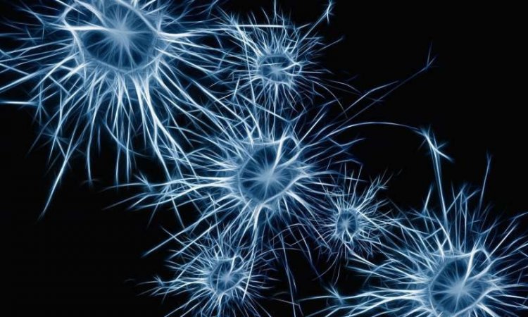 Ученые превращают клетки человеческой крови в функциональные нейроны