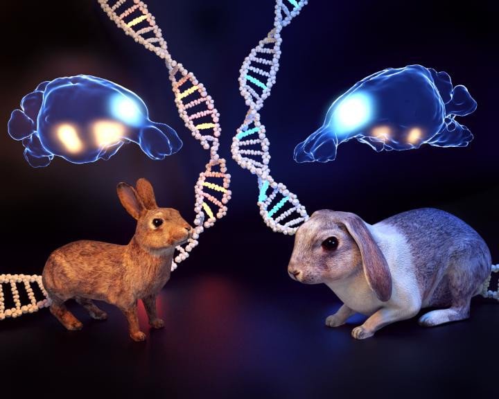 Ученые выявили различия в морфологии мозга диких и домашних кроликов