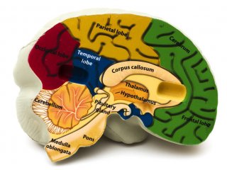Мозжечок - главная часть мозга?