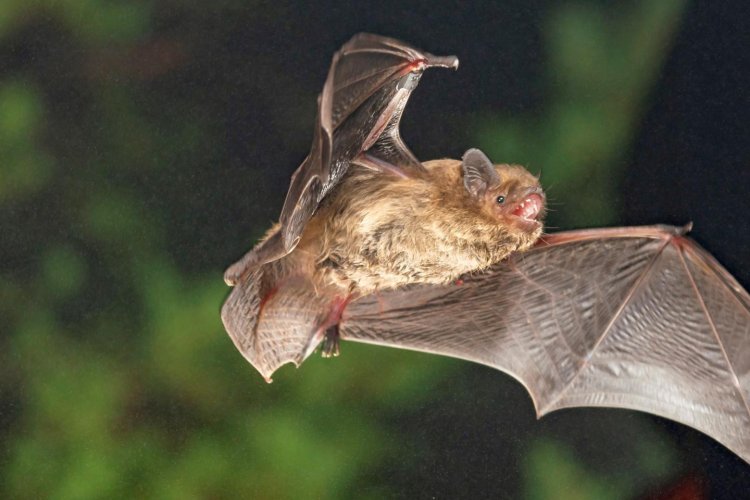 Мигрирующие летучие мыши настраивают свой «внутренний компас» по закату