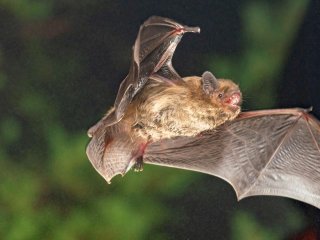 Мигрирующие летучие мыши настраивают свой «внутренний компас» по закату