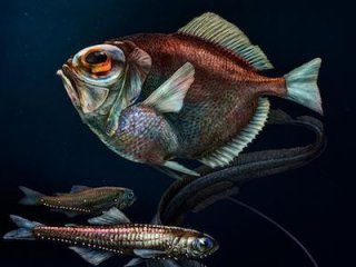 Выяснилось, что глубоководные рыбы способны различать цвета