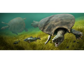 Обнаружена древняя черепаха, которая весила больше тонны