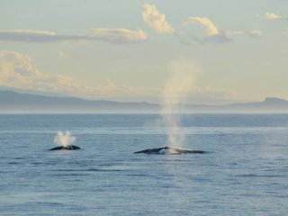 Как состояние океана влияет на передвижение голубого кита в Новой Зеландии