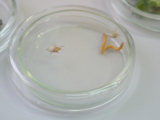 Клоп рода Podisus. Фото Юлии Поздняковой