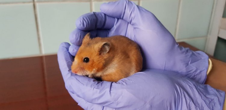 Созданные сибирскими учеными антитела к коронавирусу показали эффективность на животных