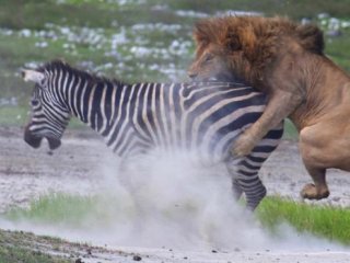 Зебра не ожидала, что несколько львов были рядом в поисках обеда.