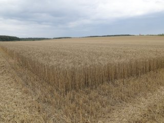 Озимая пшеница.
