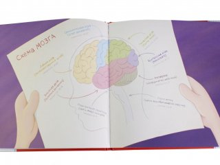 "Как устроен мозг? Книга о том, зачем учиться чему-то новому каждый день", Андр…