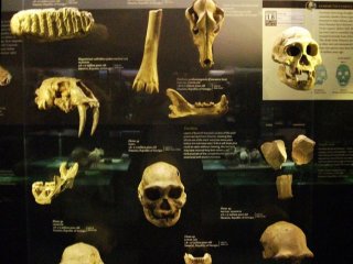Находки из Дманиси: кости животных, останки гоминид, орудия.АНТРОПОГЕНЕЗ.РУ