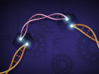 Новая система CRISPR 3.0 активирует одновременно до семи генов