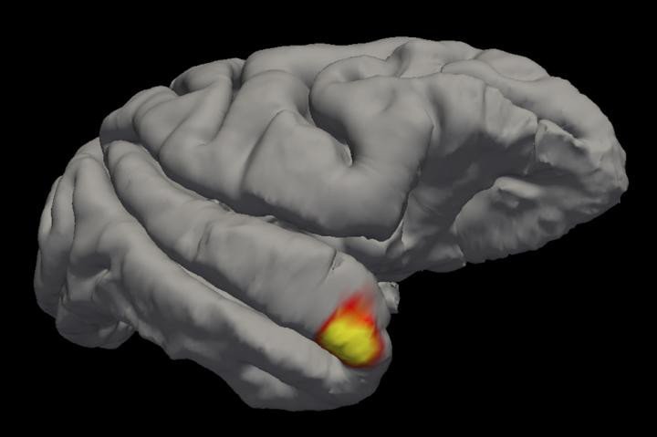 Нейробиологи открыли новый класс клеток памяти в головном мозге