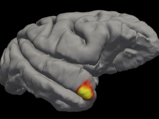 Нейробиологи открыли новый класс клеток памяти в головном мозге