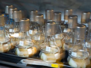 Ученые пробуют получить экологичное биотопливо с помощью микробов-«сладкоежек»