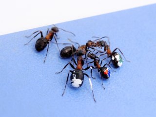 Разведчик обменивается информацией с фуражирами с помощью быстрых движений антенн (муравьи помечены). Автор фото: Наиль Бикбаев.