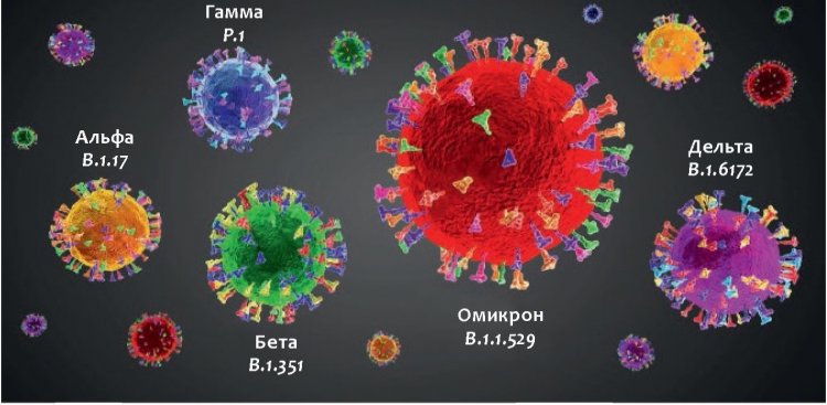Ученые работают над созданием вакцин, обеспечивающих перекрестную защиту от новых вариантов SARS-CoV-2. Графическое 3D-изображение. Относительные размеры вирусных частиц показаны условно