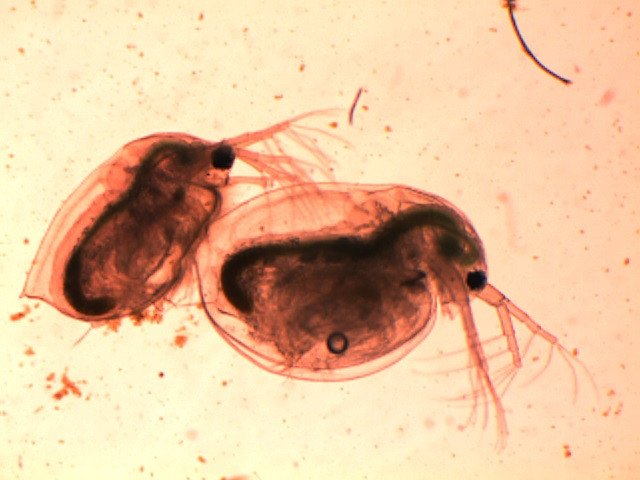 Самое известное ветвистоусое ракообразное, Daphnia magna. Самец и самка в момент копуляции