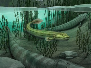 Обнаружен древний четвероногий «рыбопод», который вернулся в воду