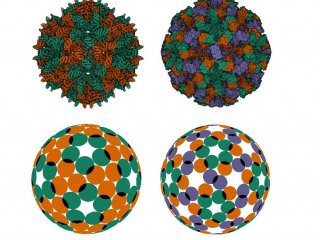 Рисунок 1. Модели капсидов с разной плотностью упаковки димеров. Источник Rochal et al.  Nanoscale Advances, 2022.