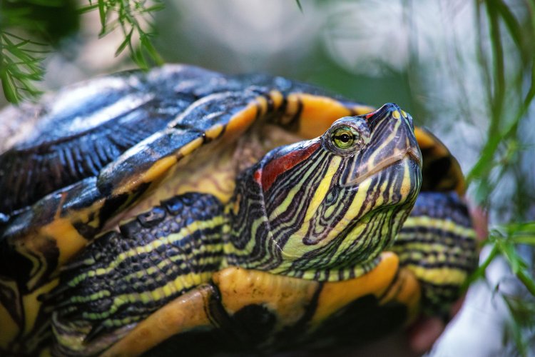 Красноухая черепаха. Фото: Е.С. Малафеева
