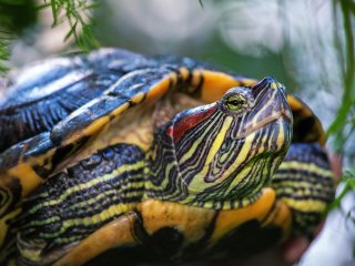 Красноухая черепаха. Фото: Е.С. Малафеева