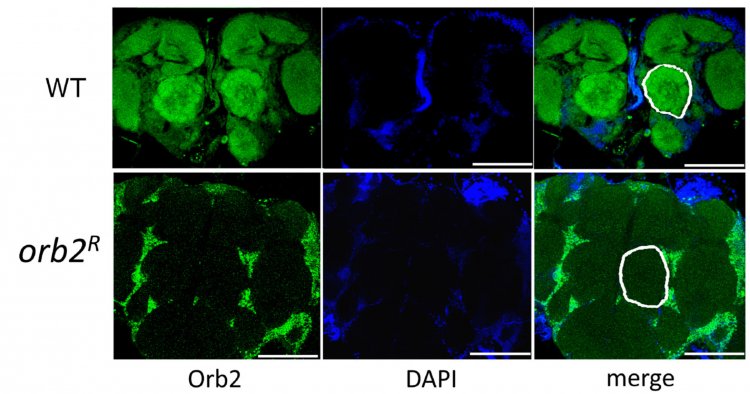 Распределение белка Orb2 в мозге дрозофилы: WT — дикий тип, orb2R — мутанты. Препараты мечены антителами против белка Orb2 (зеленый) и DAPI (синий). Источник: Kozlov et al. / Cells, 2023