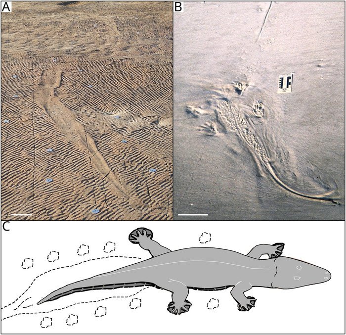 Древние гигантские амфибии плавали как крокодилы 250 миллионов лет назад