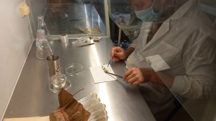 Процесс черенкования в лаборатории биотехнологии