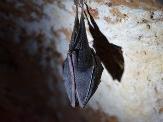 Летучая мышь в пещере. Автор фото: Tine Ivanič  / Unsplash.com