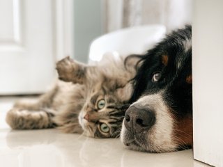 Домашние кошки и собаки не могут быть носителями коронавируса. Источник: Louis-Philippe Poitras / Фотобанк Unsplash 