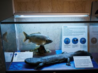 Выставка «100 удивительных животных» в Дарвиновском музее. Фото: Елена Либрик / «Научная Россия»
