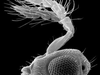 Портрет наездника-яйцееда Trichogramma telengai. Сканирующая электронная микроскопия. Фото из архива Алексея Полилова